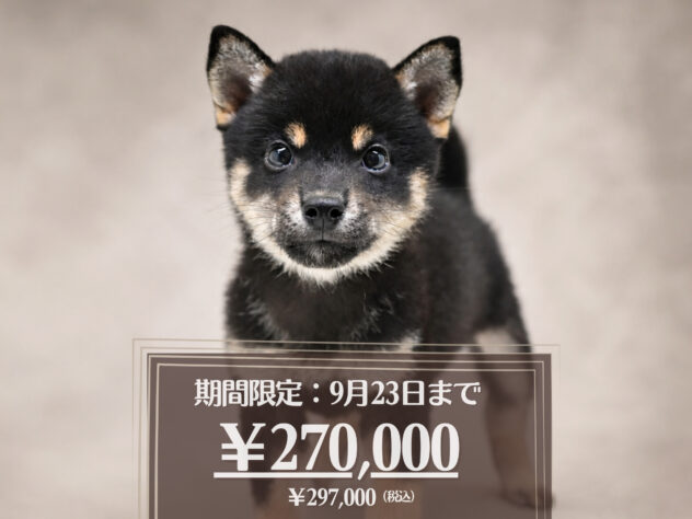 岡山県の豆柴 (アミーゴ大安寺店/2026年7月11日生まれ/女の子/黒)の子犬の1枚目の画像