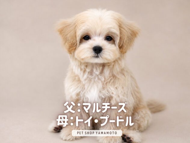 岡山県のハーフ犬・ミックス犬 (アミーゴ大安寺店/2026年7月10日生まれ/女の子/クリーム)の子犬の2枚目の画像