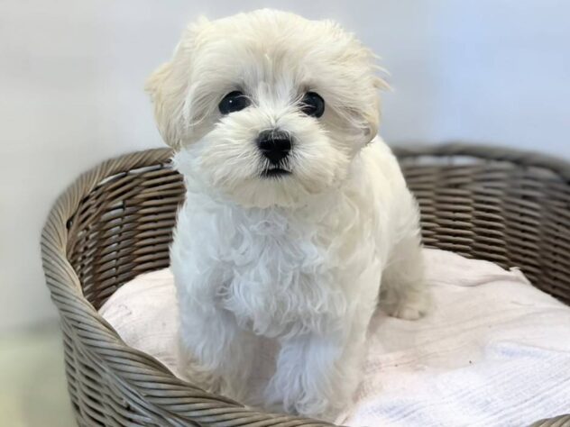 秋田県のハーフ犬・ミックス犬 (アミーゴ秋田茨島店/2026年7月8日生まれ/女の子/クリーム)の子犬
