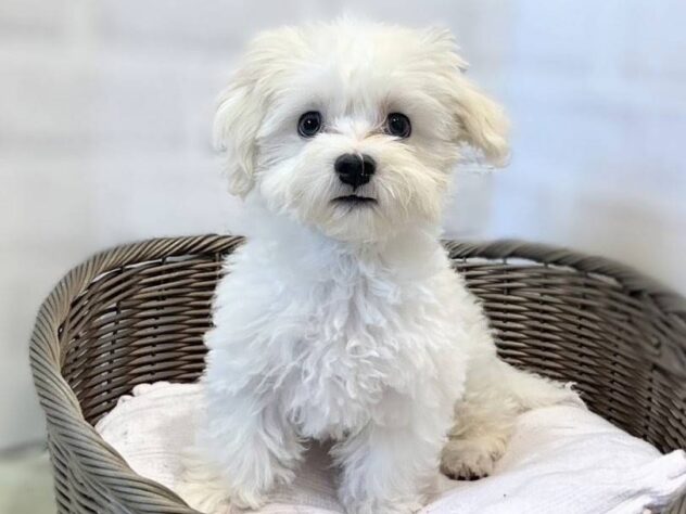 秋田県のマルチーズ (アミーゴ秋田茨島店/2026年5月30日生まれ/男の子/ホワイト)の子犬