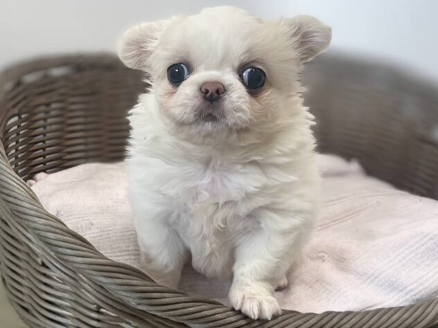 秋田県のハーフ犬・ミックス犬 (アミーゴ秋田茨島店/2026年7月7日生まれ/女の子/クリームホワイト)の子犬