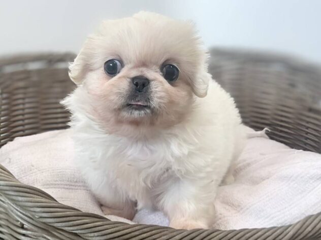 秋田県のハーフ犬・ミックス犬 (アミーゴ秋田茨島店/2026年7月7日生まれ/女の子/ホワイト)の子犬