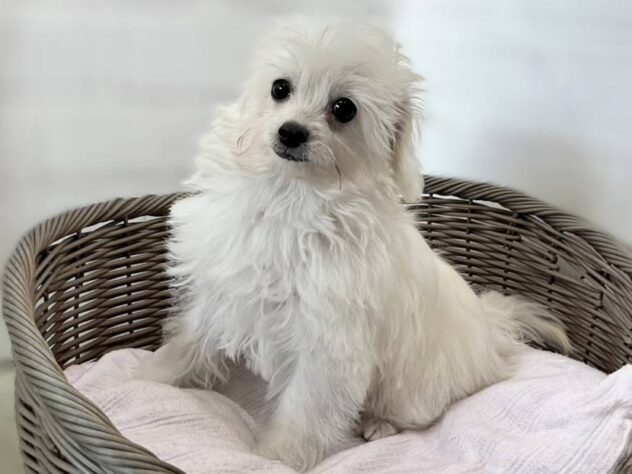 秋田県のハーフ犬・ミックス犬 (アミーゴ秋田茨島店/2026年5月31日生まれ/男の子/ホワイト)の子犬