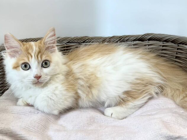 秋田県のマンチカン (アミーゴ秋田茨島店/2026年6月8日生まれ/男の子/レッドホワイト)の子猫