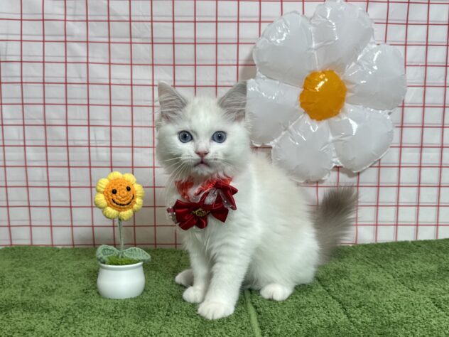 山形県のラグドール (アミーゴ酒田店/2026年6月18日生まれ/女の子/ブルーポイントバイカラー)の子猫の1枚目の画像