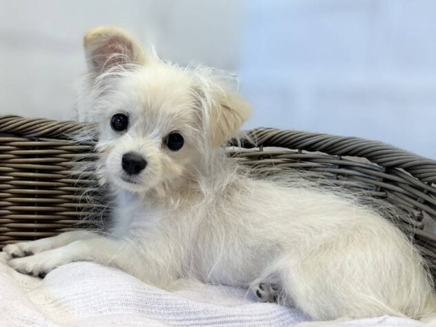 秋田県のハーフ犬・ミックス犬 (アミーゴ秋田茨島店/2026年5月15日生まれ/男の子/ホワイト)の子犬
