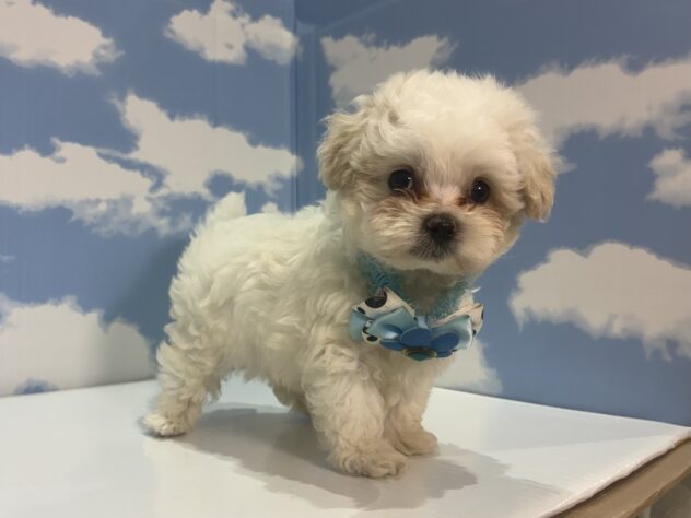 山形県のハーフ犬・ミックス犬 (アミーゴ山形南店/2026年7月5日生まれ/男の子/クリーム)の子犬の2枚目の画像