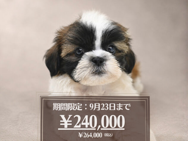 岡山県のシーズー (アミーゴ大安寺店/2026年7月1日生まれ/女の子/ホワイトゴールド)の子犬の1枚目の画像