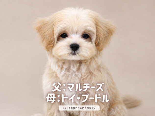 岡山県のハーフ犬・ミックス犬 (アミーゴ大安寺店/2026年7月10日生まれ/女の子/クリーム)の子犬の1枚目の画像