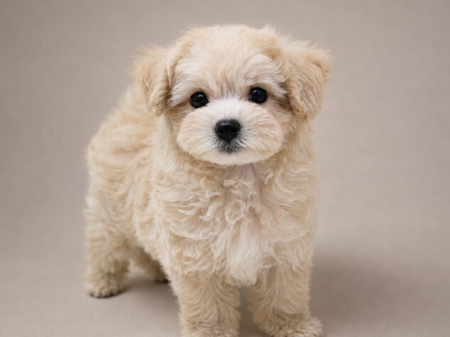 岡山県のハーフ犬・ミックス犬 (アミーゴ大安寺店/2026年6月28日生まれ/女の子/アプリコット)の子犬の3枚目の画像