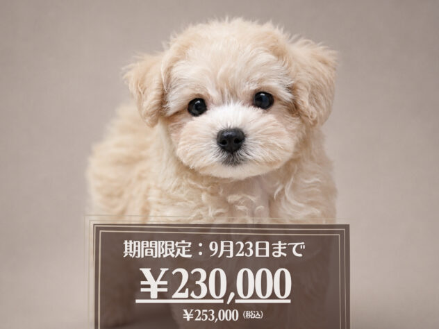 岡山県のハーフ犬・ミックス犬 (アミーゴ大安寺店/2026年6月28日生まれ/女の子/アプリコット)の子犬の1枚目の画像