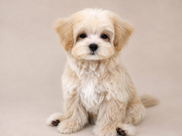 岡山県のハーフ犬・ミックス犬 (アミーゴ大安寺店/2026年7月10日生まれ/女の子/クリーム)の子犬の3枚目の画像