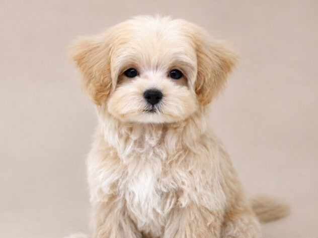 岡山県のハーフ犬・ミックス犬 (アミーゴ大安寺店/2026年7月10日生まれ/女の子/クリーム)の子犬の4枚目の画像