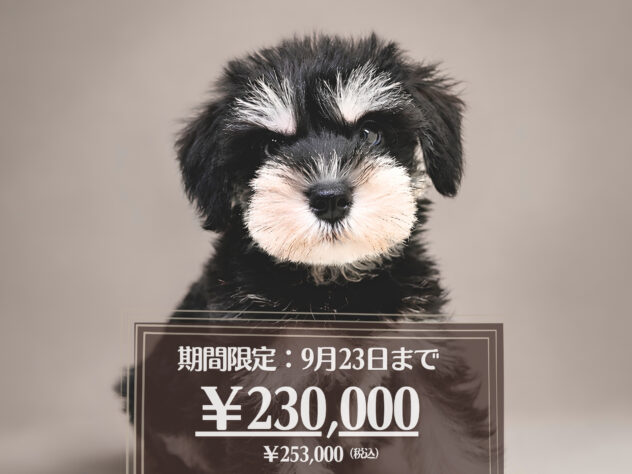 岡山県のミニチュアシュナウザー (アミーゴ大安寺店/2026年6月30日生まれ/女の子/ブラックシルバー)の子犬の1枚目の画像