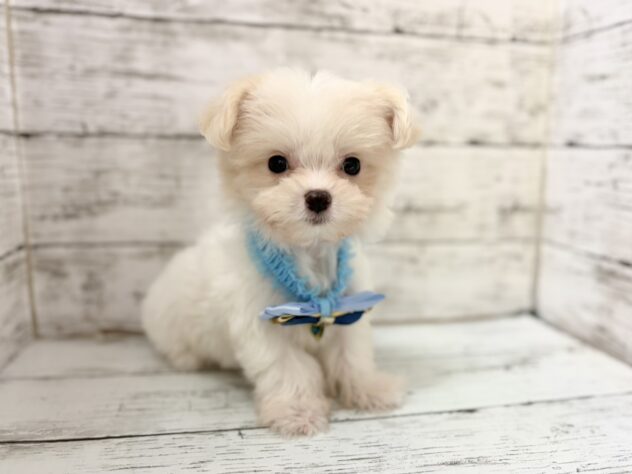 福島県のハーフ犬・ミックス犬 (アミーゴいわき店/2026年7月4日生まれ/男の子/クリーム)の子犬