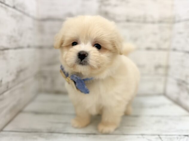福島県のハーフ犬・ミックス犬 (アミーゴいわき店/2026年7月5日生まれ/男の子/クリーム)の子犬の2枚目の画像