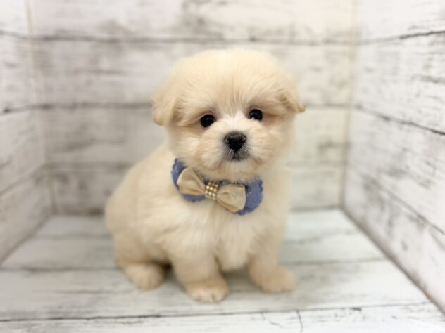 福島県のハーフ犬・ミックス犬 (アミーゴいわき店/2026年7月5日生まれ/男の子/クリーム)の子犬の1枚目の画像