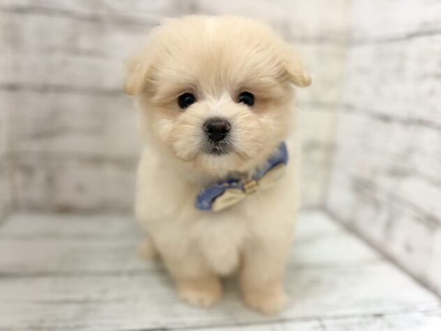 福島県のハーフ犬・ミックス犬 (アミーゴいわき店/2026年7月5日生まれ/男の子/クリーム)の子犬の3枚目の画像