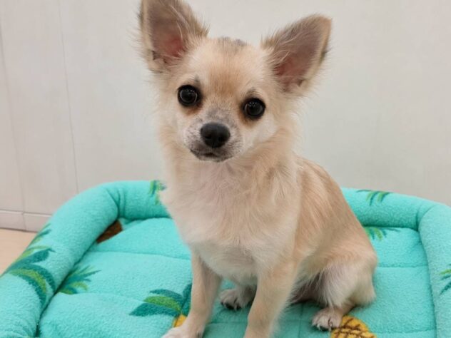 山形県のチワワ(ロング) (アミーゴ米沢店/2026年3月14日生まれ/男の子/フォーン)の子犬