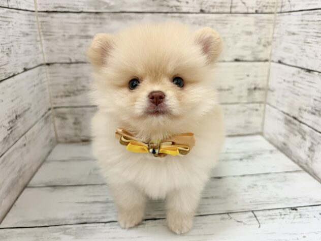 福島県のポメラニアン (アミーゴいわき店/2026年7月3日生まれ/男の子/クリーム)の子犬の3枚目の画像