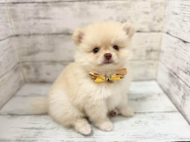 福島県のポメラニアン (アミーゴいわき店/2026年7月3日生まれ/男の子/クリーム)の子犬の1枚目の画像