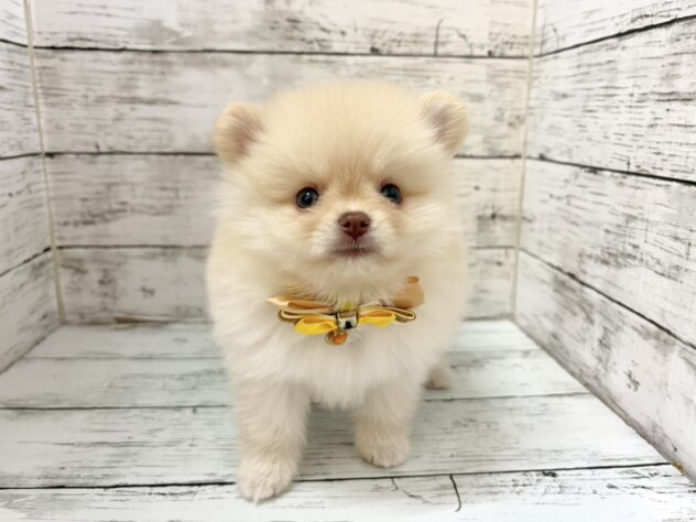 福島県のポメラニアン (アミーゴいわき店/2026年7月3日生まれ/男の子/クリーム)の子犬の2枚目の画像
