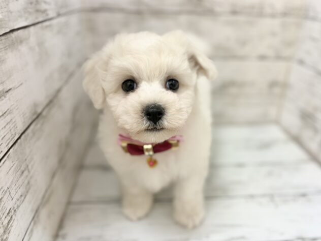 福島県のビションフリーゼ (アミーゴいわき店/2026年7月6日生まれ/女の子/ホワイト)の子犬の3枚目の画像