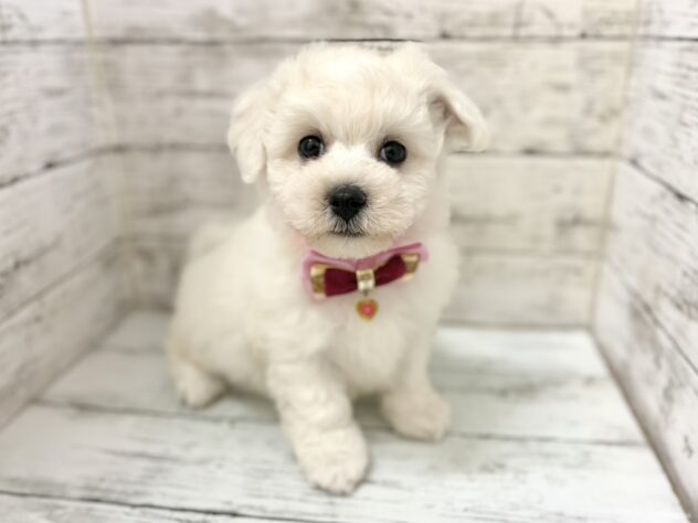 福島県のビションフリーゼ (アミーゴいわき店/2026年7月6日生まれ/女の子/ホワイト)の子犬の2枚目の画像