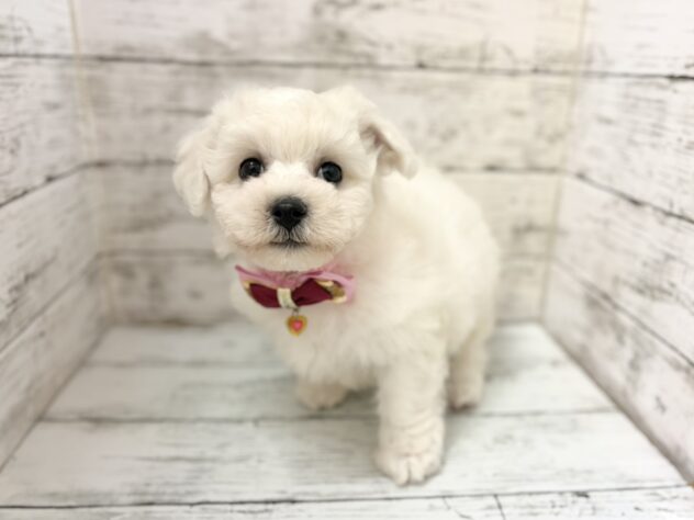 福島県のビションフリーゼ (アミーゴいわき店/2026年7月6日生まれ/女の子/ホワイト)の子犬の1枚目の画像