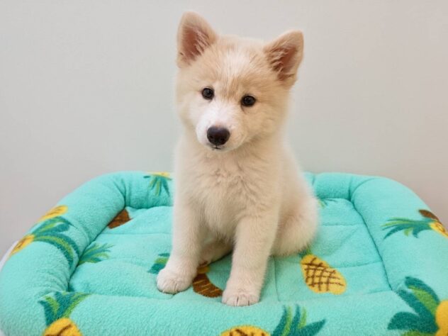 山形県のサモエド (アミーゴ米沢店/2026年6月22日生まれ/女の子/ホワイト)の子犬