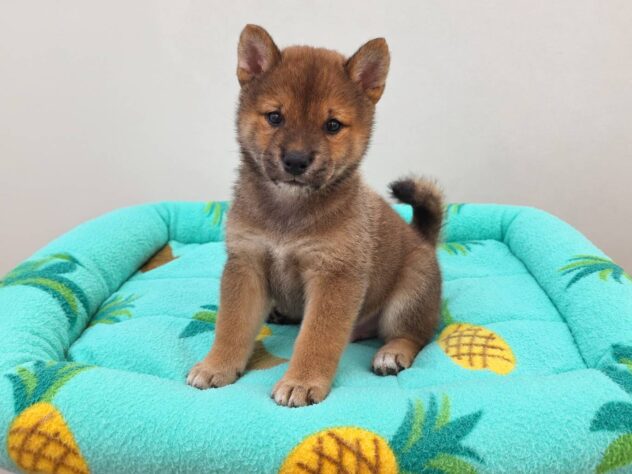 山形県の柴犬(標準サイズ) (アミーゴ米沢店/2026年7月12日生まれ/男の子/赤)の子犬