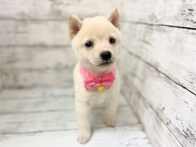 福島県の豆柴 (アミーゴいわき店/2026年7月14日生まれ/女の子/白)の子犬の3枚目の画像