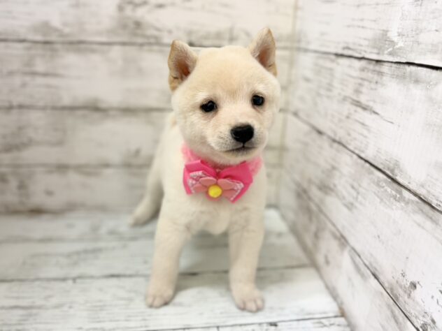 福島県の豆柴 (アミーゴいわき店/2026年7月14日生まれ/女の子/白)の子犬の1枚目の画像