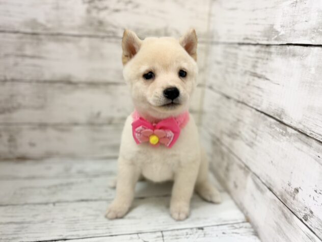 福島県の豆柴 (アミーゴいわき店/2026年7月14日生まれ/女の子/白)の子犬の2枚目の画像