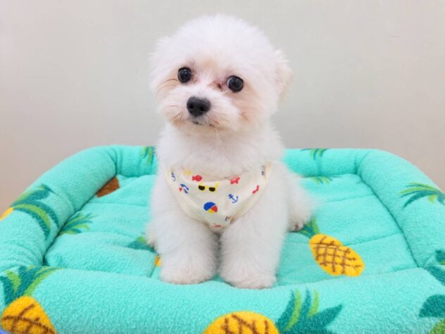 山形県のハーフ犬・ミックス犬 (アミーゴ米沢店/2025年9月7日生まれ/男の子/クリーム)の子犬