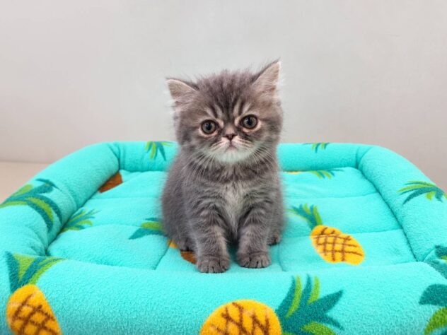 山形県のラガマフィン (アミーゴ米沢店/2026年7月9日生まれ/男の子/ブルータン)の子猫