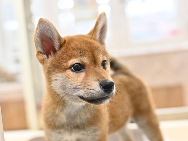 岡山県の柴犬(標準サイズ) (アミーゴ水島店/2026年7月5日生まれ/男の子/赤)の子犬の3枚目の画像
