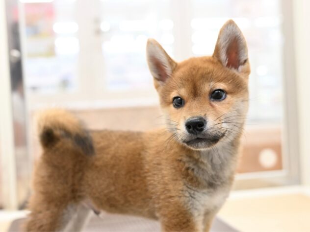 岡山県の柴犬(標準サイズ) (アミーゴ水島店/2026年7月5日生まれ/男の子/赤)の子犬の2枚目の画像