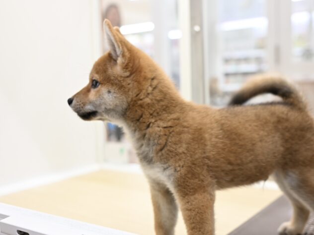 岡山県の柴犬(標準サイズ) (アミーゴ水島店/2026年7月5日生まれ/男の子/赤)の子犬の4枚目の画像