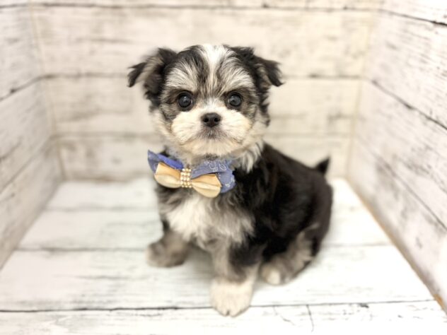 福島県のハーフ犬・ミックス犬 (アミーゴいわき店/2026年6月30日生まれ/男の子/ブラックホワイト)の子犬の2枚目の画像