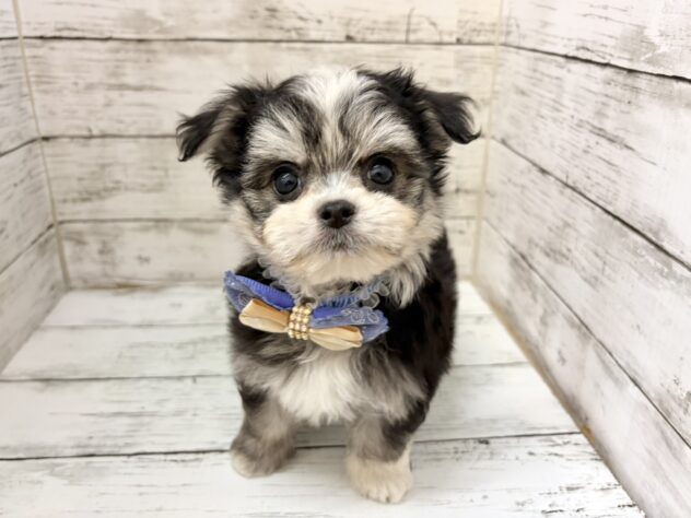 福島県のハーフ犬・ミックス犬 (アミーゴいわき店/2026年6月30日生まれ/男の子/ブラックホワイト)の子犬の1枚目の画像
