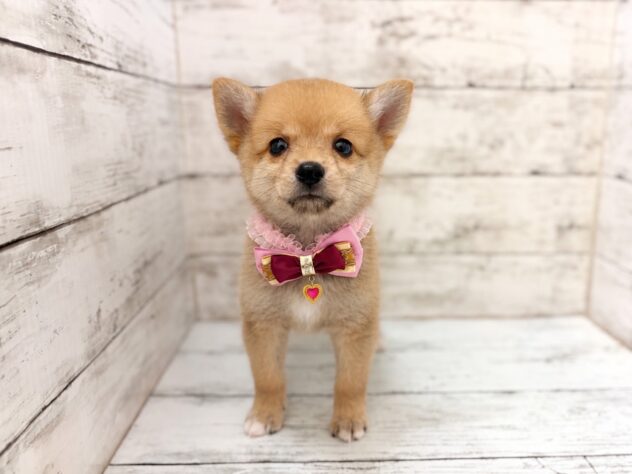 福島県のハーフ犬・ミックス犬 (アミーゴいわき店/2026年7月21日生まれ/女の子/赤)の子犬の2枚目の画像