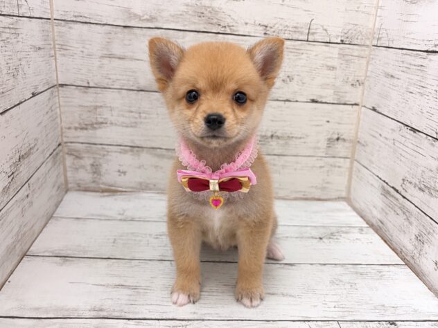 福島県のハーフ犬・ミックス犬 (アミーゴいわき店/2026年7月21日生まれ/女の子/赤)の子犬の1枚目の画像