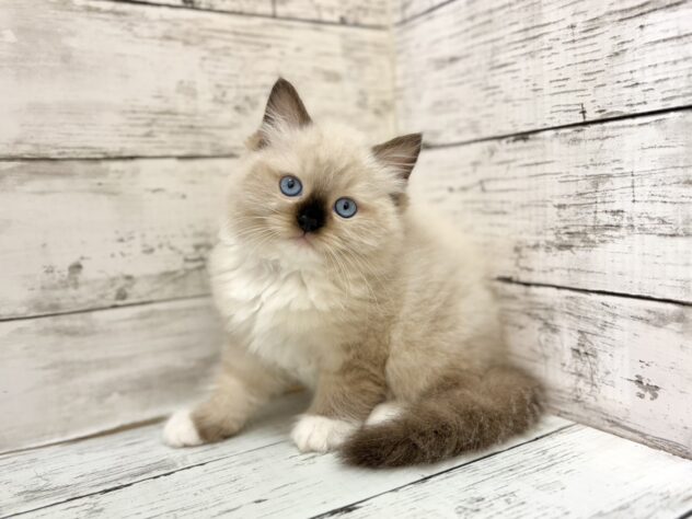 福島県のラグドール (アミーゴいわき店/2026年7月18日生まれ/女の子/シールポイントミテッド)の子猫の1枚目の画像