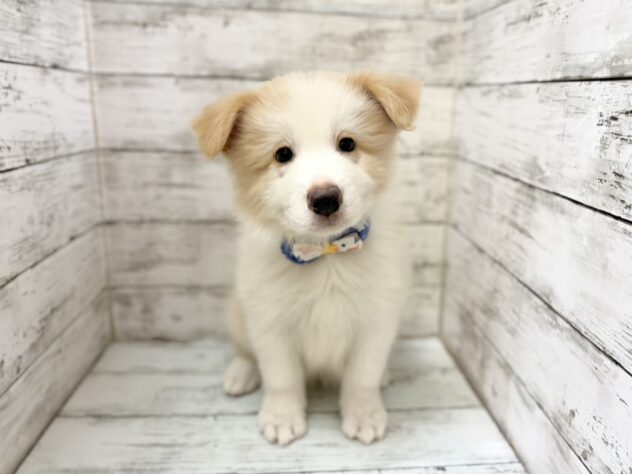 福島県のボーダーコリー (アミーゴいわき店/2026年7月17日生まれ/男の子/クリームホワイト)の子犬の1枚目の画像