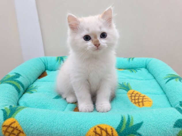 山形県のマンチカン (アミーゴ米沢店/2026年7月18日生まれ/女の子/レッドリンクスポイント)の子猫