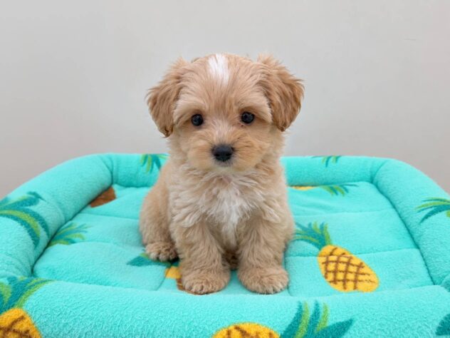 山形県のハーフ犬・ミックス犬 (アミーゴ米沢店/2026年7月21日生まれ/男の子/クリーム)の子犬