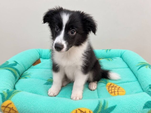 山形県のボーダーコリー (アミーゴ米沢店/2026年5月23日生まれ/男の子/ブラックホワイト)の子犬