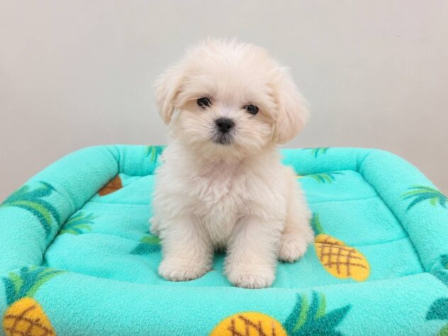 山形県のハーフ犬・ミックス犬 (アミーゴ米沢店/2026年7月21日生まれ/男の子/ホワイトクリーム)の子犬