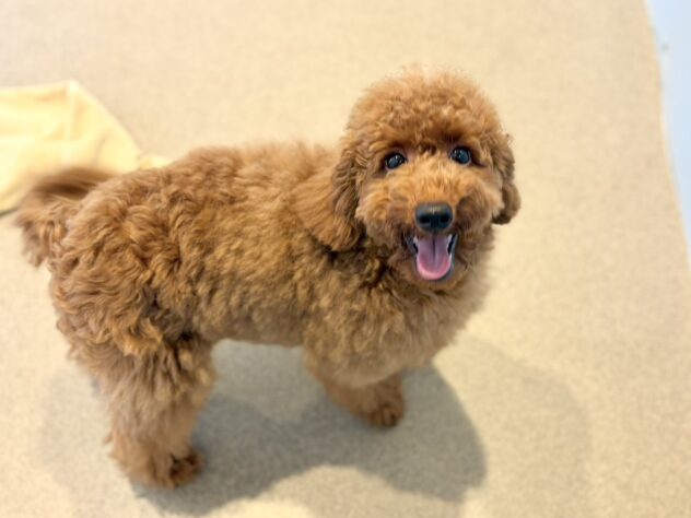 福島県のトイプードル(トイ) (アミーゴいわき店/2026年4月20日生まれ/男の子/レッド)の子犬の2枚目の画像